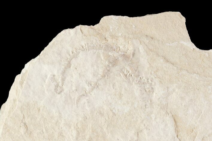 Jurassic Brittle Star (Sinosura) Fossil - Solnhofen #86389